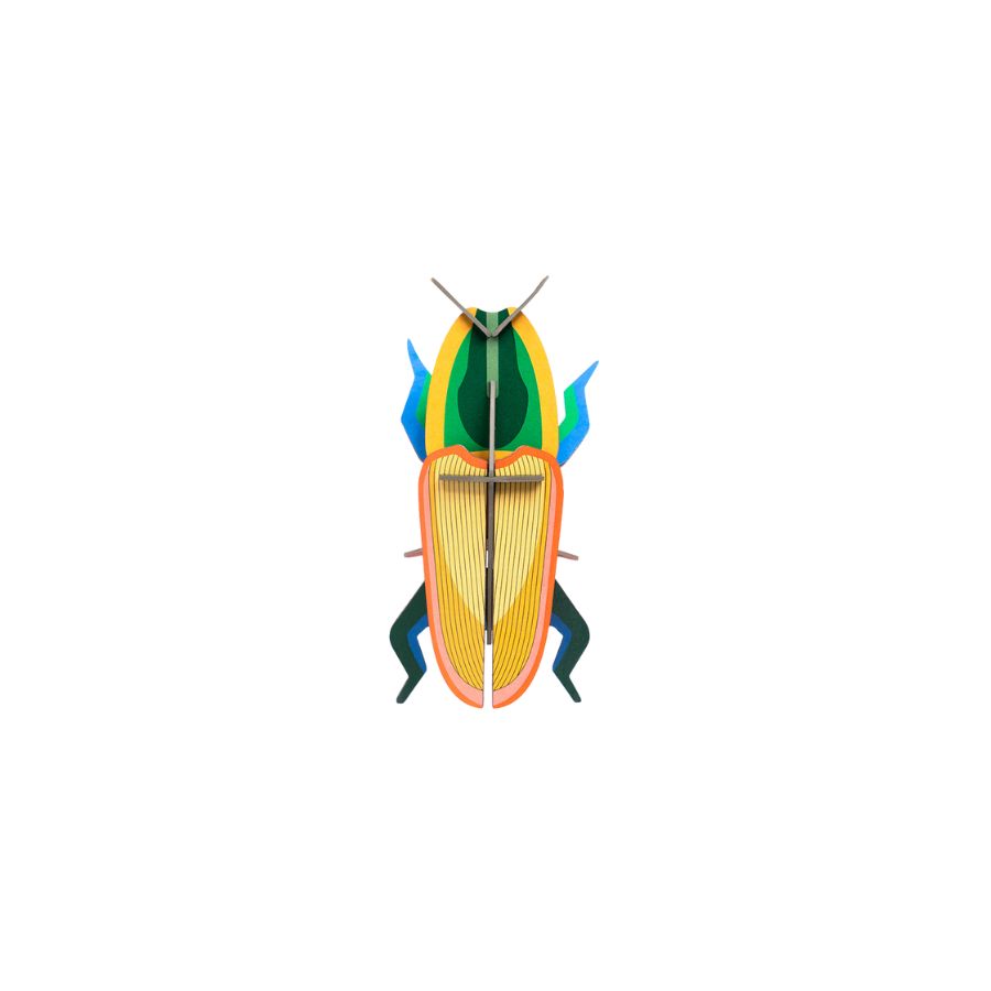 Madagascan Beetle Small