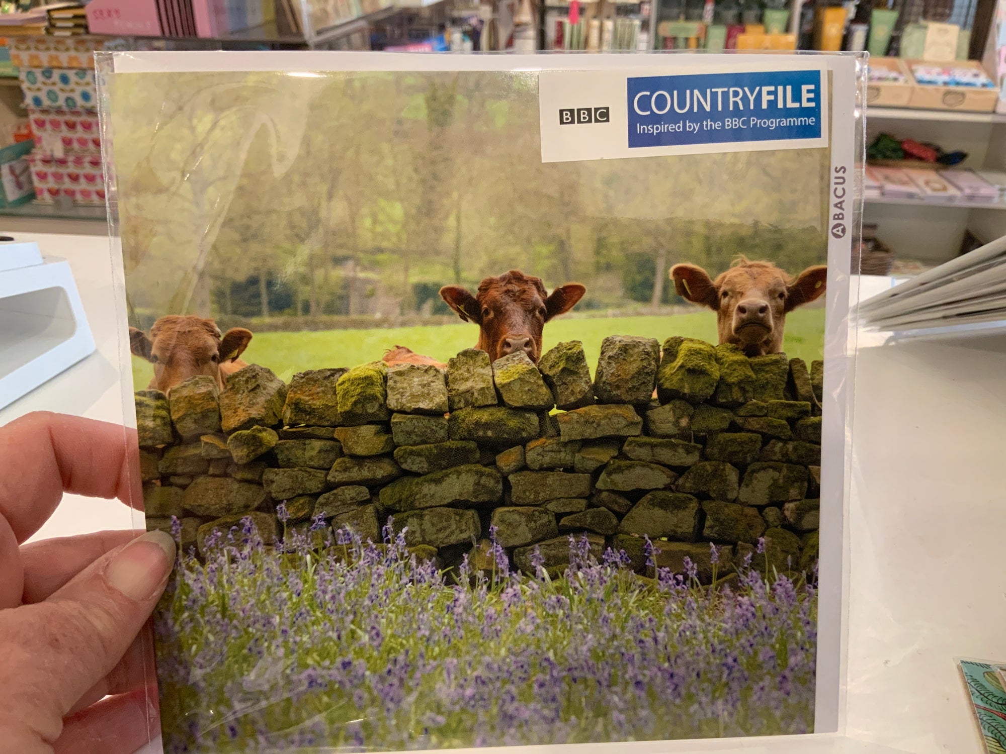 Cattle & Bluebells