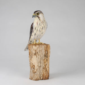 Falcon perched on a wooden stump against a gray background