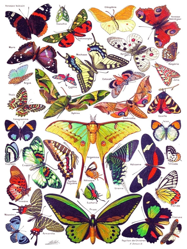 Butterflies Jigsaw Puzzle - 1000pc