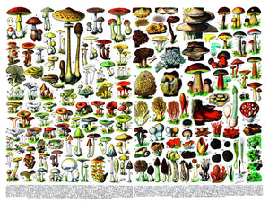 detail of mushroom puzzle 1000 pieces New York Puzzle Company