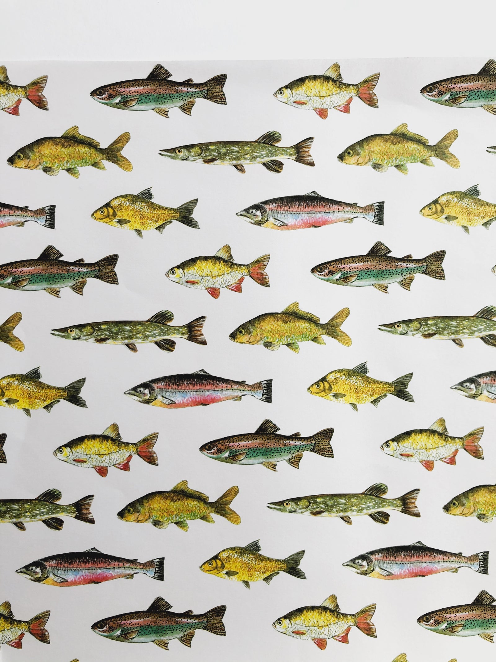 Fish Gift Wrap