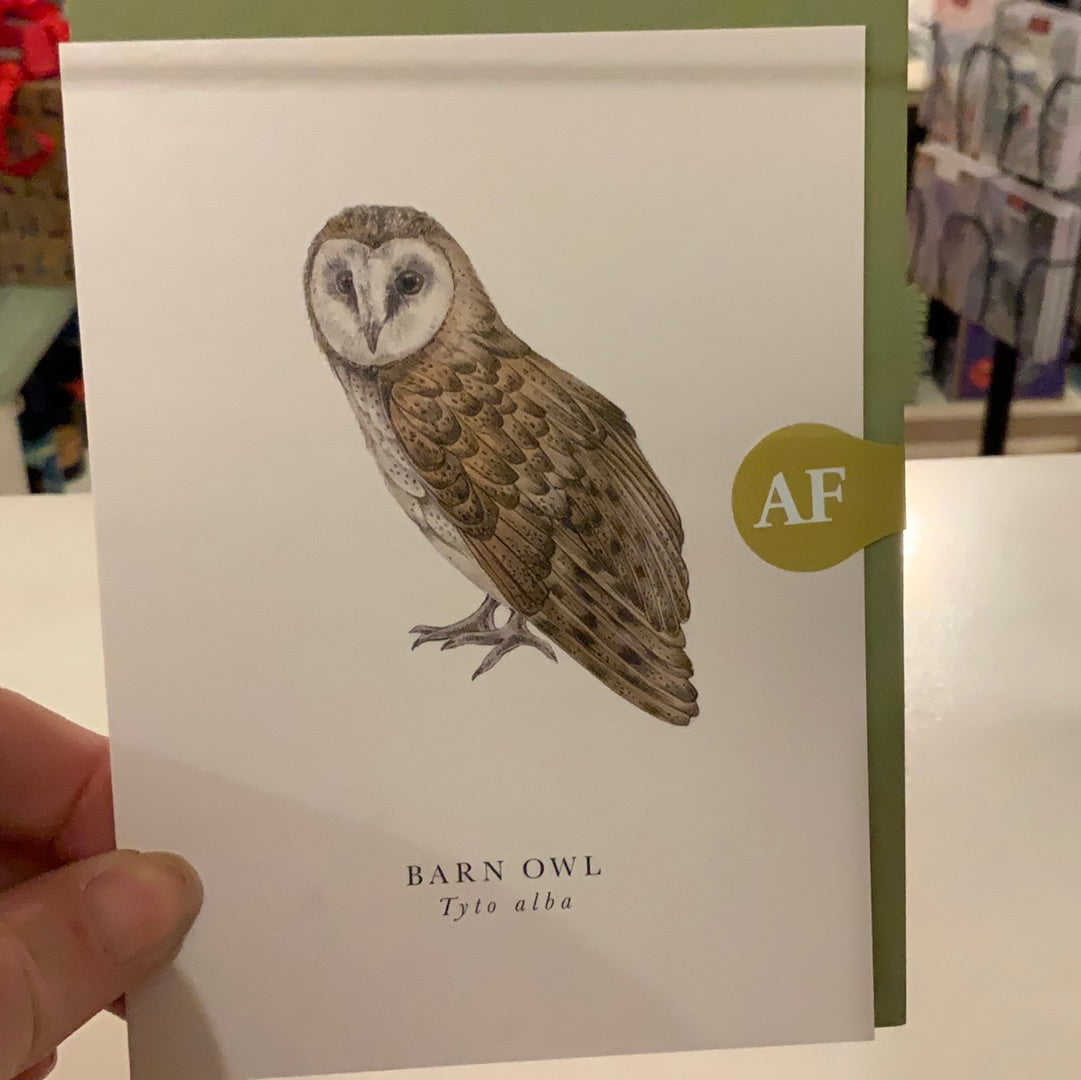 BK18 Barn Owl